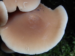 Psathyrella conissans