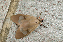 Amerila astreus