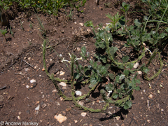 Chascanum hederaceum