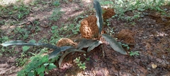 Mathew Rees, CC BY, iNaturalist via GBIF Dracaena masoniana, photograph Mathew Rees, CC BY, iNaturalist via GBIF