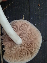Psathyrella conissans