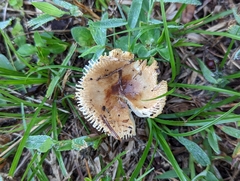 Russula cerolens