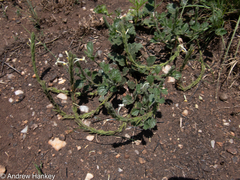 Chascanum hederaceum