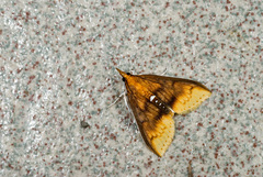 Lipararchis tranquillalis