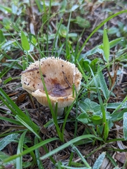 Russula cerolens