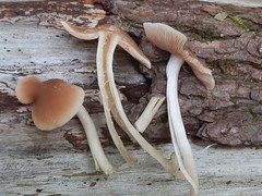 Psathyrella conissans