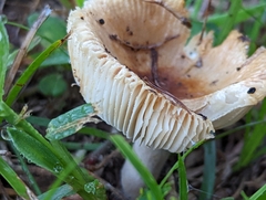 Russula cerolens