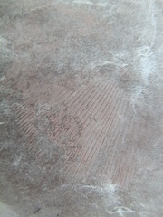 Psathyrella conissans