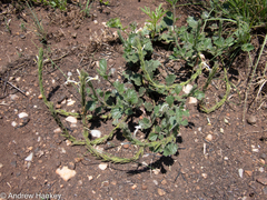 Chascanum hederaceum