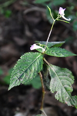 Impatiens furcillata