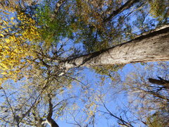 Liquidambar styraciflua