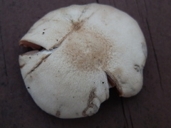 Psathyrella conissans