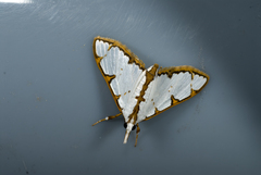 Cirrhochrista spinuella