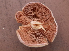 Psathyrella conissans