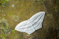 Acropteris leptaliata