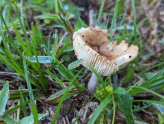 Russula cerolens