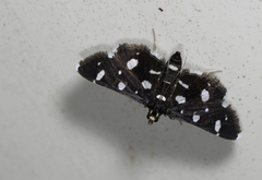 Bocchoris inspersalis