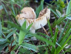 Russula cerolens