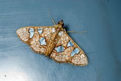 Glyphodes canthusalis