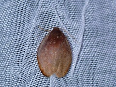 Macaduma