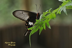 Pachliopta adamas