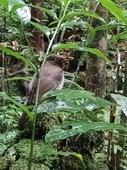 Turdus xanthorhynchus