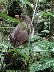 Turdus xanthorhynchus
