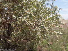 Ozoroa paniculosa