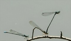 Enallagma exsulans