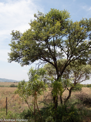 Vachellia karroo