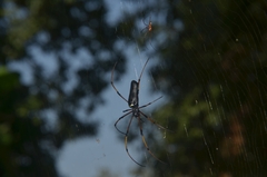 Nephila kuhli