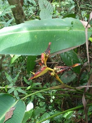 Heliconia spathocircinata