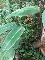 Heliconia spathocircinata