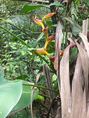 Heliconia spathocircinata