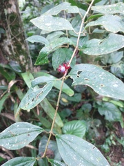 Miconia blepharodes