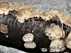 Fungi