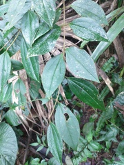 Miconia blepharodes