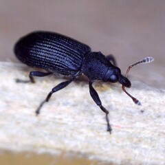 Magdalis ruficornis
