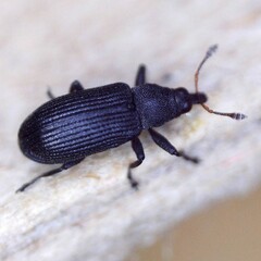 Magdalis ruficornis
