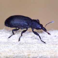 Magdalis ruficornis
