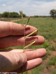Silene burchellii