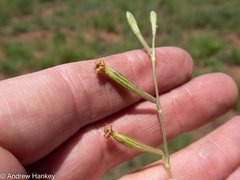 Silene burchellii