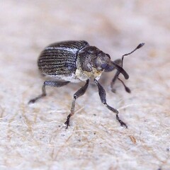 Ceutorhynchus typhae