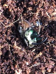 Proagoderus lanista