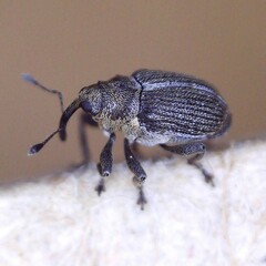 Ceutorhynchus typhae