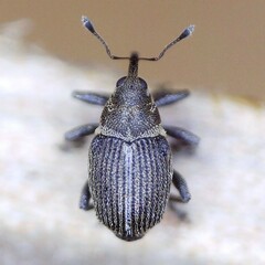 Ceutorhynchus typhae