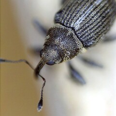 Ceutorhynchus typhae