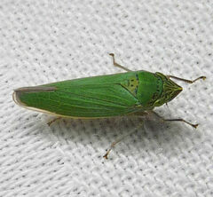 Draeculacephala inscripta