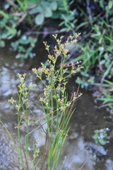 Juncus papillosus