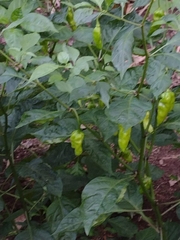 Capsicum chinense